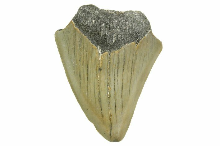 Partial, Fossil Megalodon Tooth - North Carolina #368063